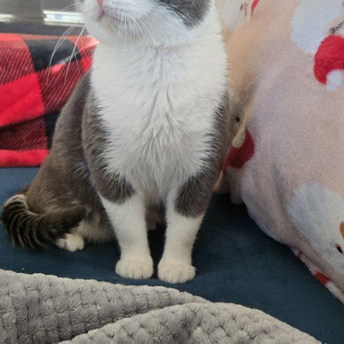 Enlarge Draco, a Adoptable Domestic Short Hair in Kirksville, MO image 2/5