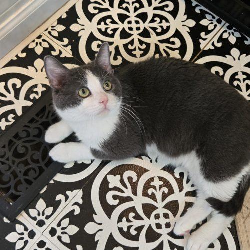 Enlarge Draco, a Adoptable Domestic Short Hair in Kirksville, MO image 3/5