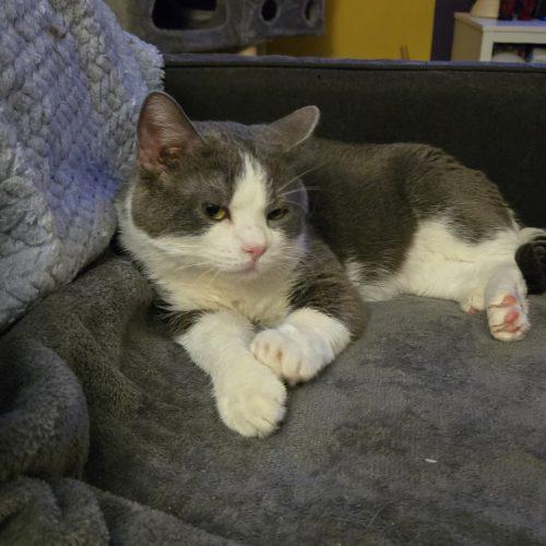 Enlarge Draco, a Adoptable Domestic Short Hair in Kirksville, MO image 4/5