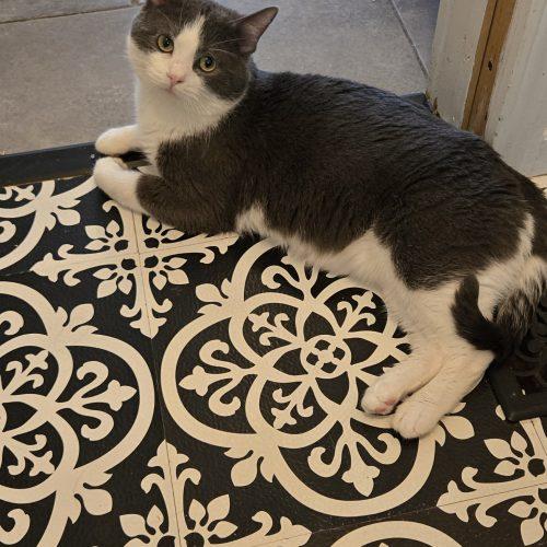 Enlarge Draco, a Adoptable Domestic Short Hair in Kirksville, MO image 5/5