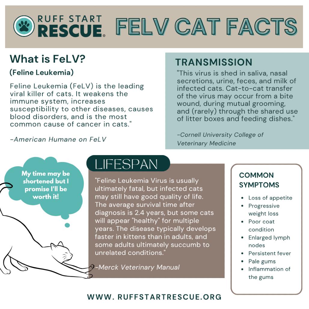 Dakota C6270, Adoptable, Adult Male Ragdoll & Domestic Long Hair.