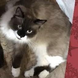 Enlarge Dakota C6270, a Adoptable mixed breed in Princeton, MN image 2/4