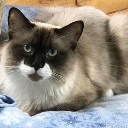 Enlarge Dakota C6270, a Adoptable mixed breed in Princeton, MN image 3/4