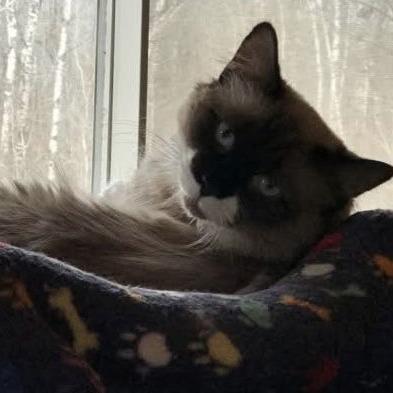 Enlarge Dakota C6270, a Adoptable mixed breed in Princeton, MN image 4/4