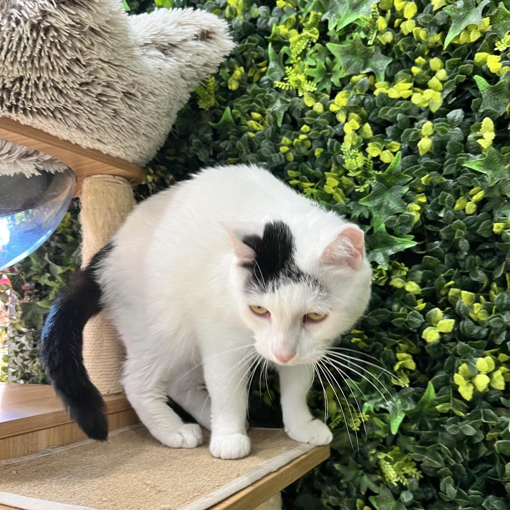 Domino, Adoptable, Adult Male Domestic Short Hair.