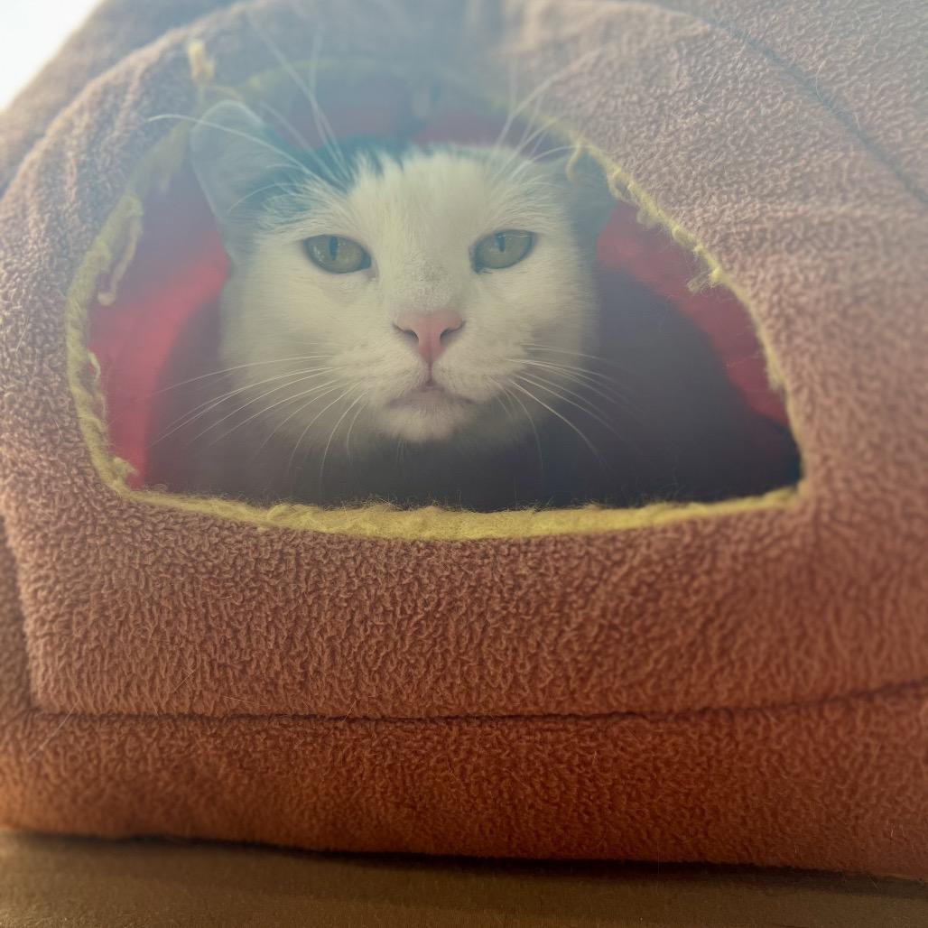 Domino, a Adoptable Domestic Short Hair in Woodstock, VA image 2/6