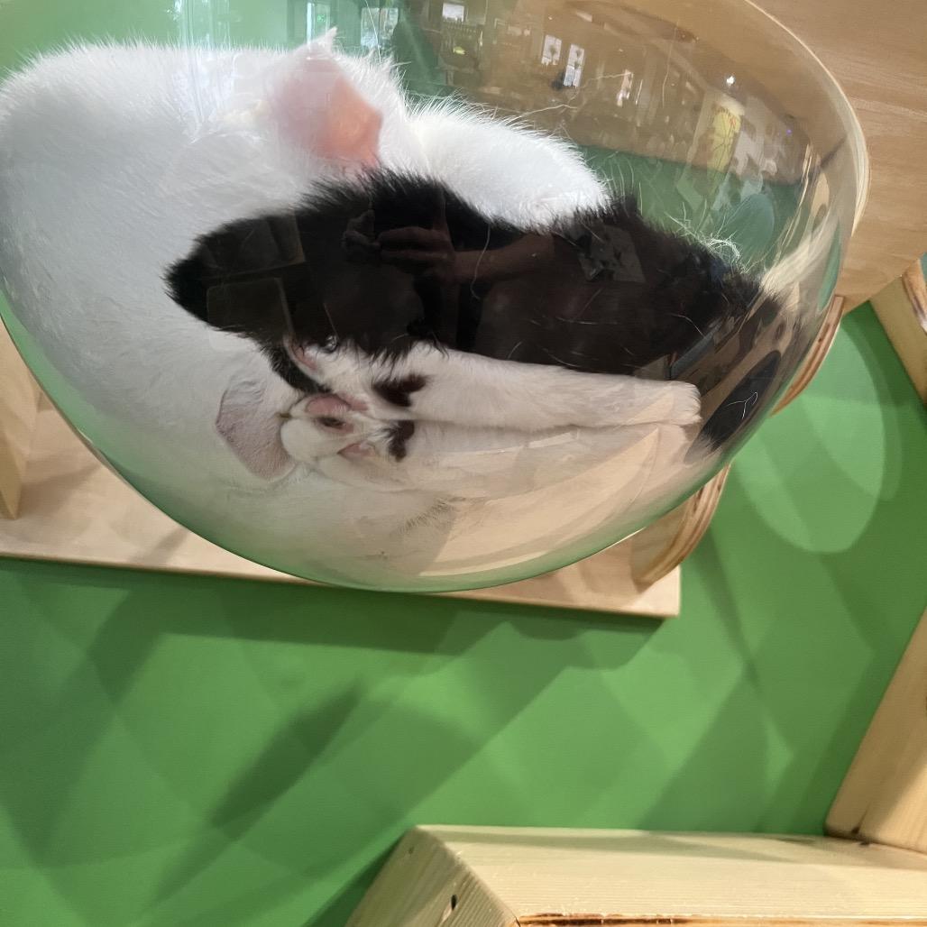 Domino, a Adoptable Domestic Short Hair in Woodstock, VA image 3/6