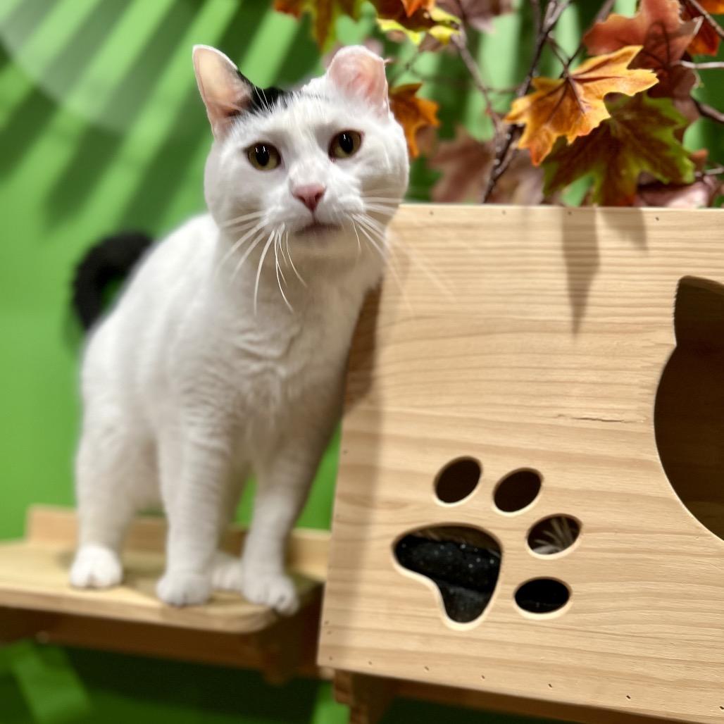 Enlarge Domino, a Adoptable Domestic Short Hair in Woodstock, VA image 1/6