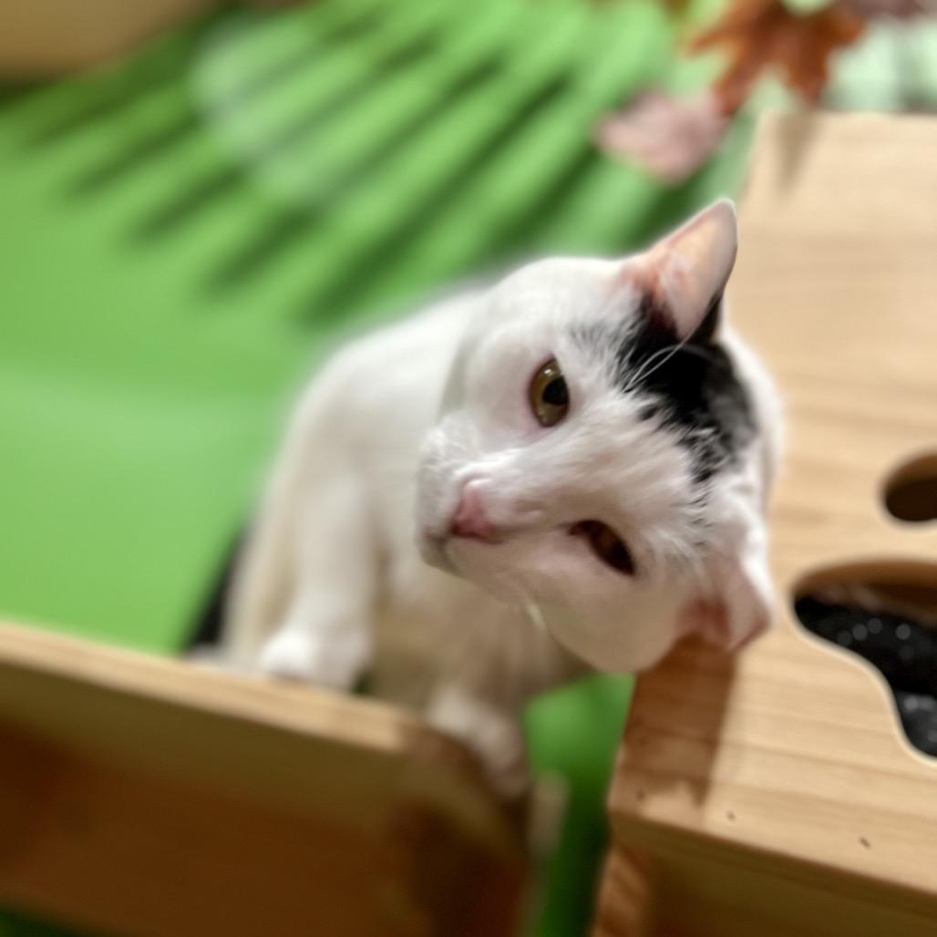 Enlarge Domino, a Adoptable Domestic Short Hair in Woodstock, VA image 2/6