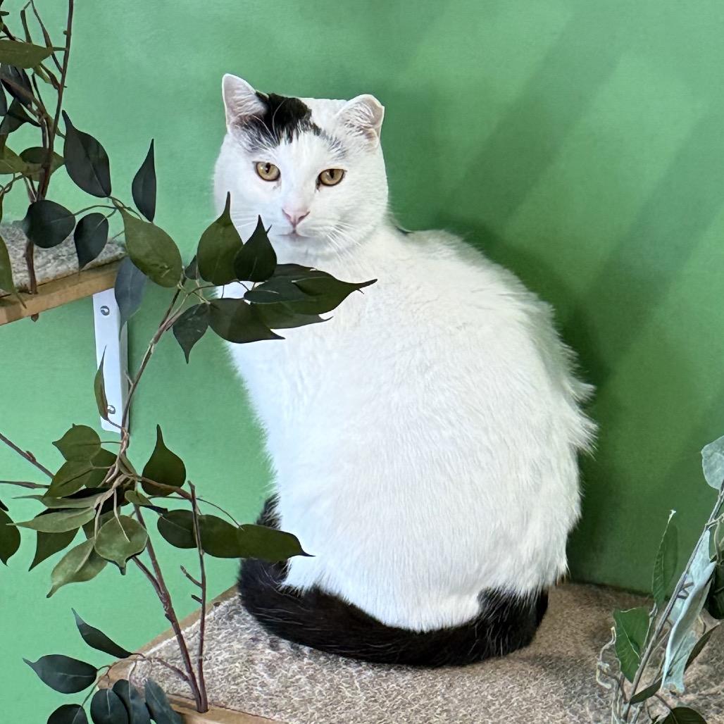 Enlarge Domino, a Adoptable Domestic Short Hair in Woodstock, VA image 3/6