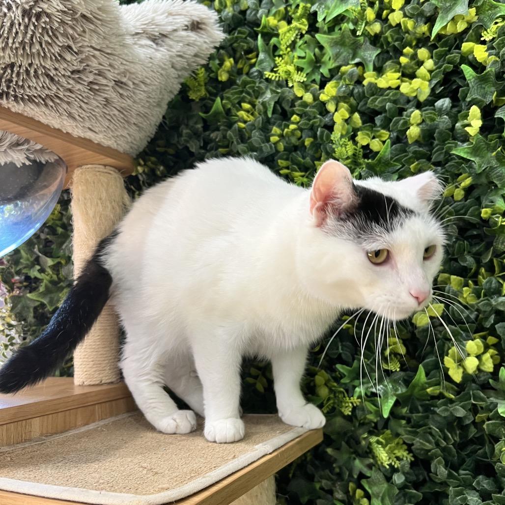 Domino, a Adoptable Domestic Short Hair in Woodstock, VA image 4/6