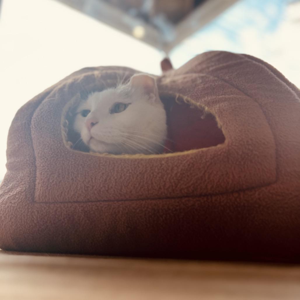 Domino, a Adoptable Domestic Short Hair in Woodstock, VA image 5/6