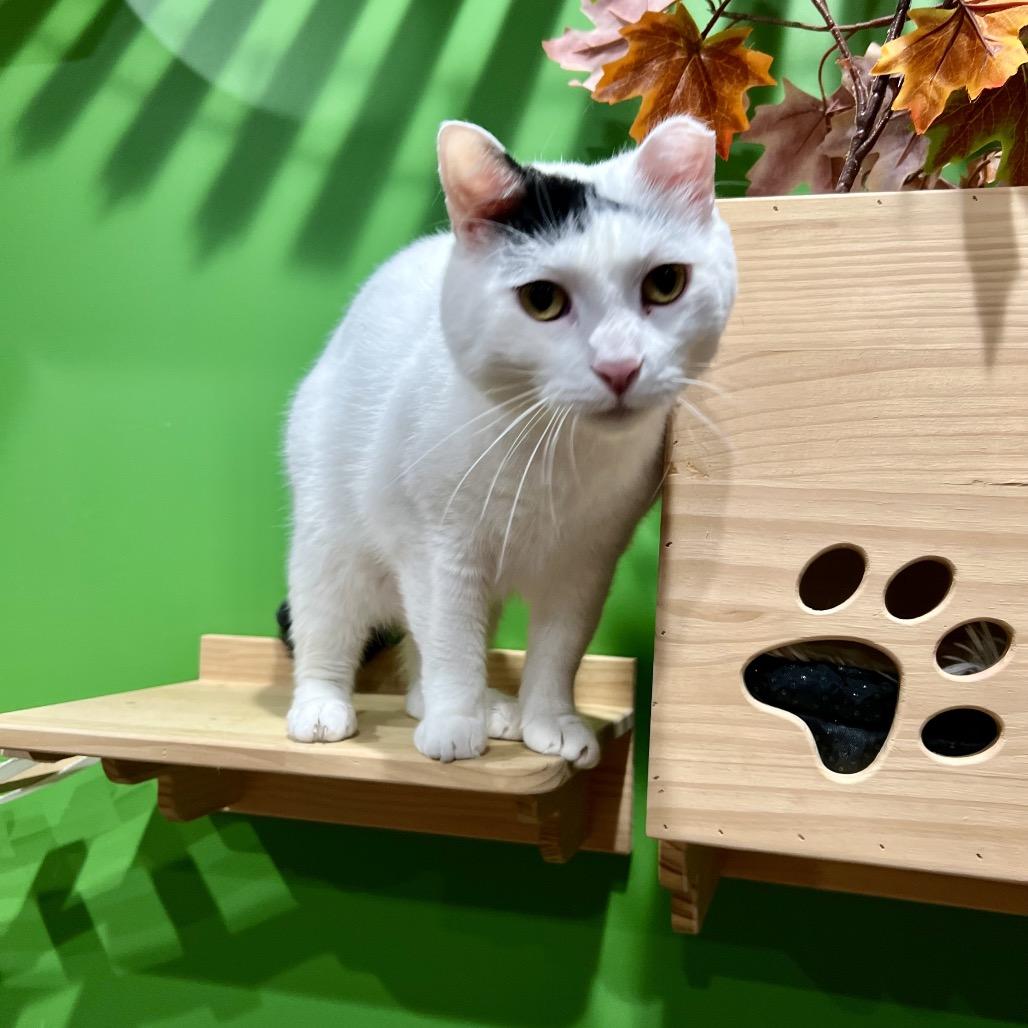 Enlarge Domino, a Adoptable Domestic Short Hair in Woodstock, VA image 5/6