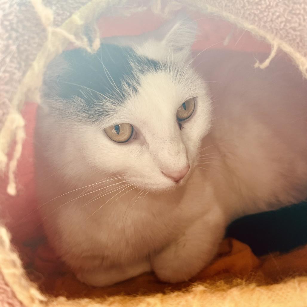 Domino, a Adoptable Domestic Short Hair in Woodstock, VA image 6/6