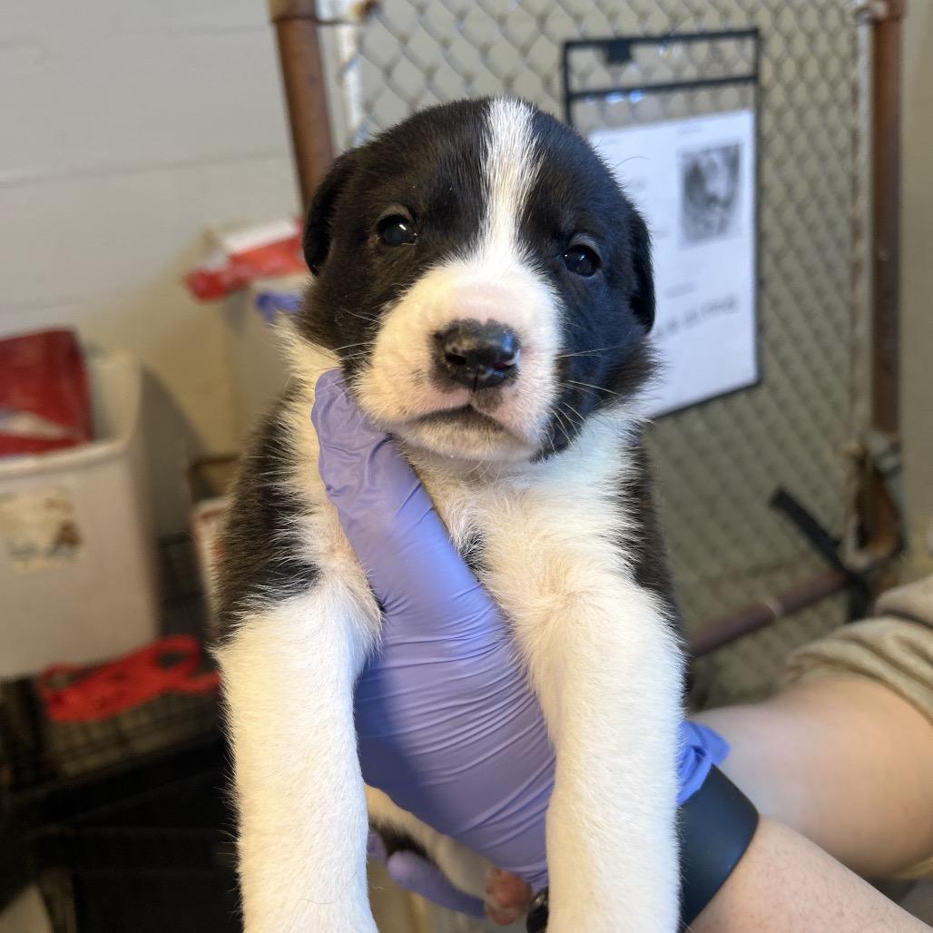 Taffy, Adoptable, Puppy Male Shepherd.