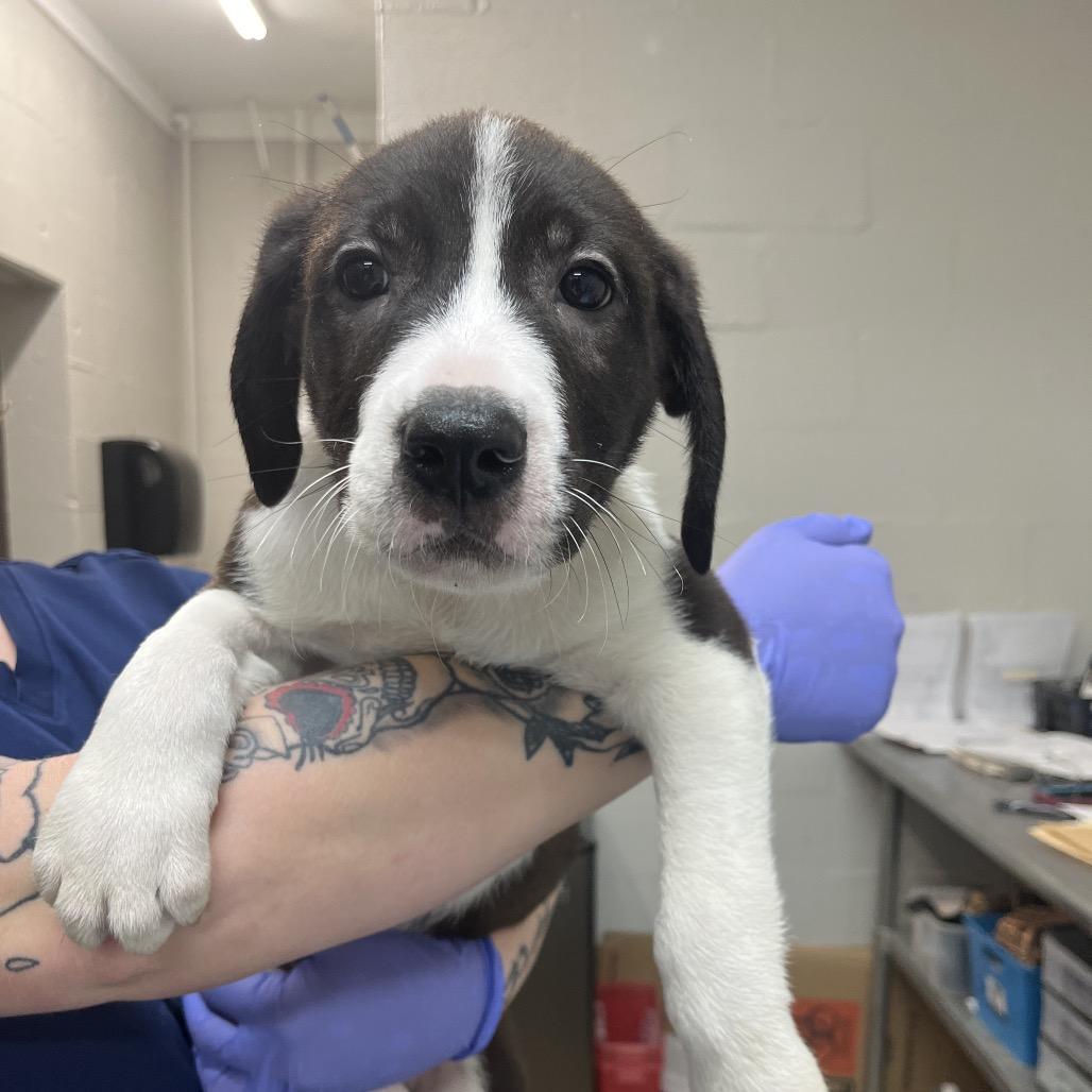 Enlarge Taffy, a Adoptable mixed breed in Clanton, AL image 2/3
