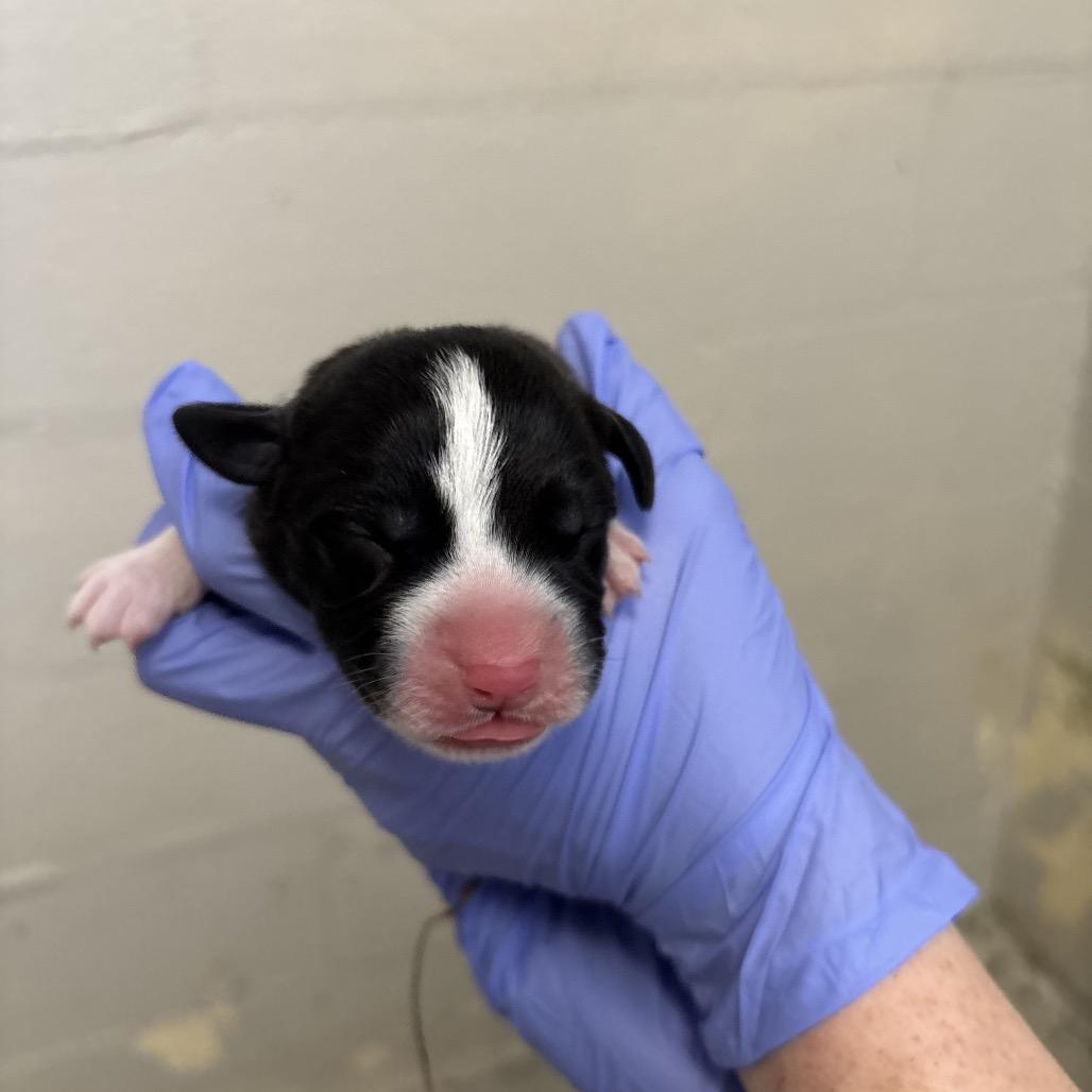 Enlarge Taffy, a Adoptable mixed breed in Clanton, AL image 3/3