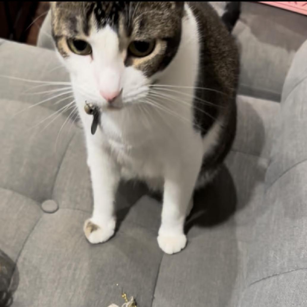 Lily is a beautiful sweetheart of a kitty known for her gentle and affectionate 