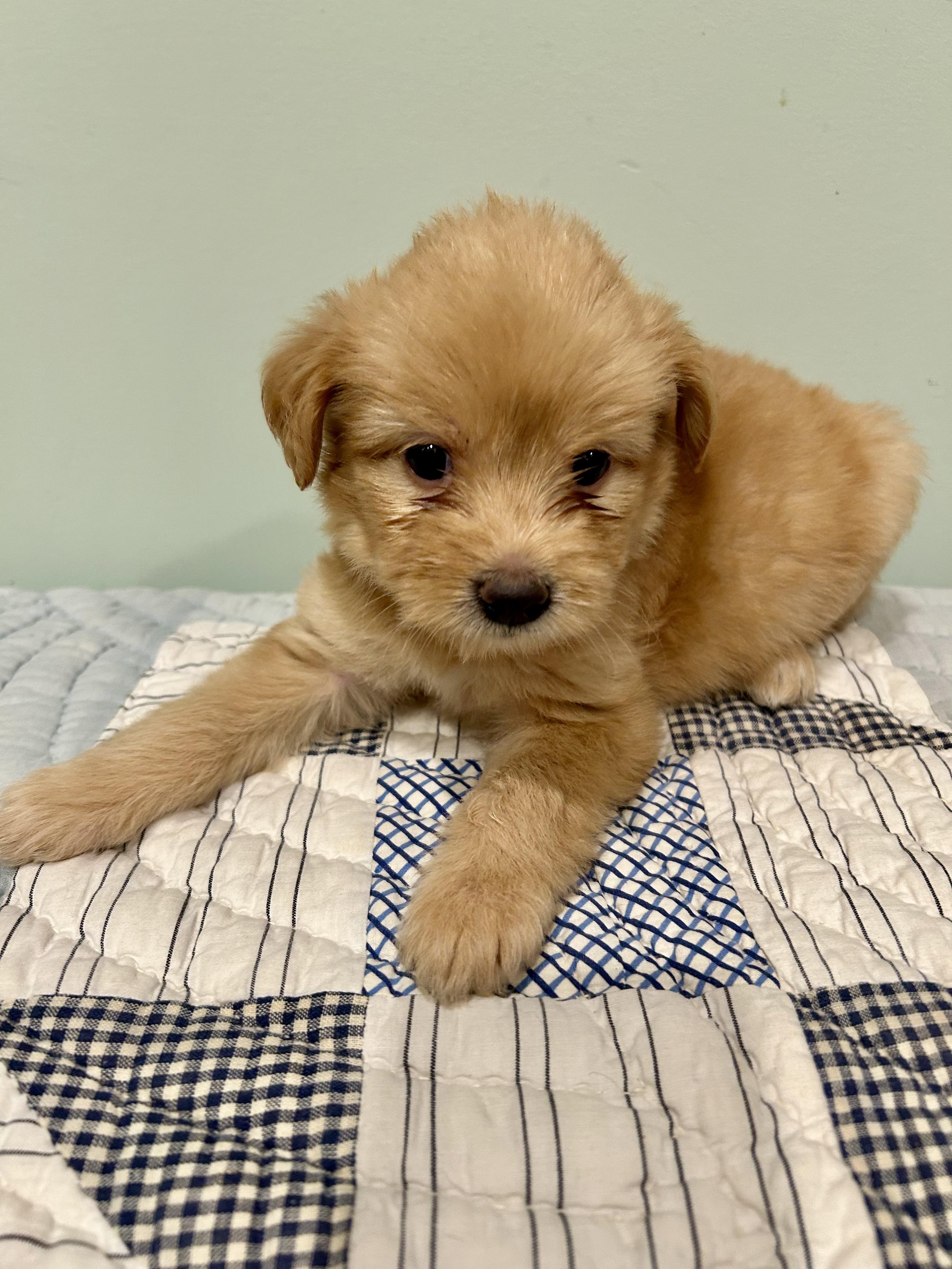 Enlarge Missy, a Adopted Maltese in Allentown, PA image 3/3