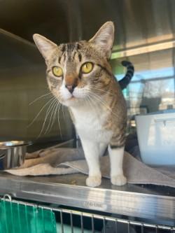 Simon, Adoptable, Young Male Domestic Short Hair.