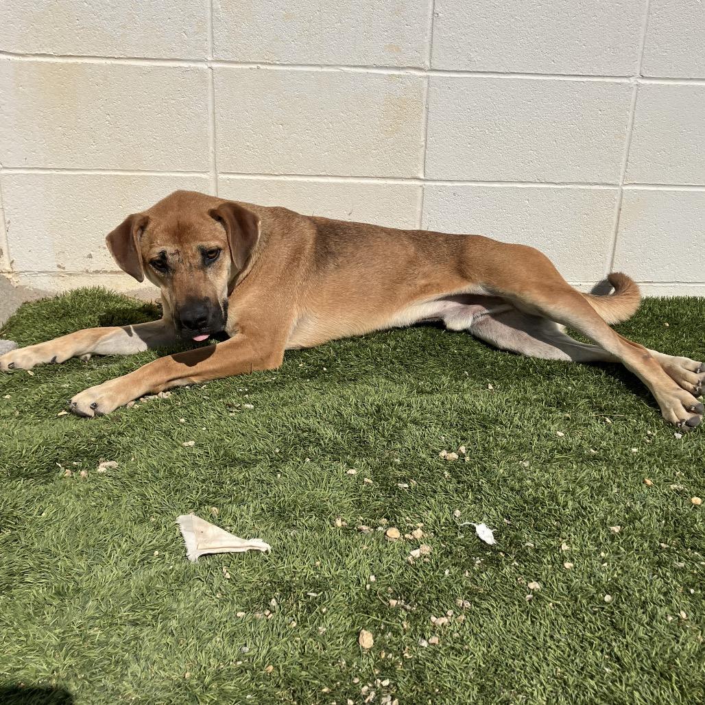 Enlarge Mack, a Adoptable mixed breed in Montgomery, AL image 1/5