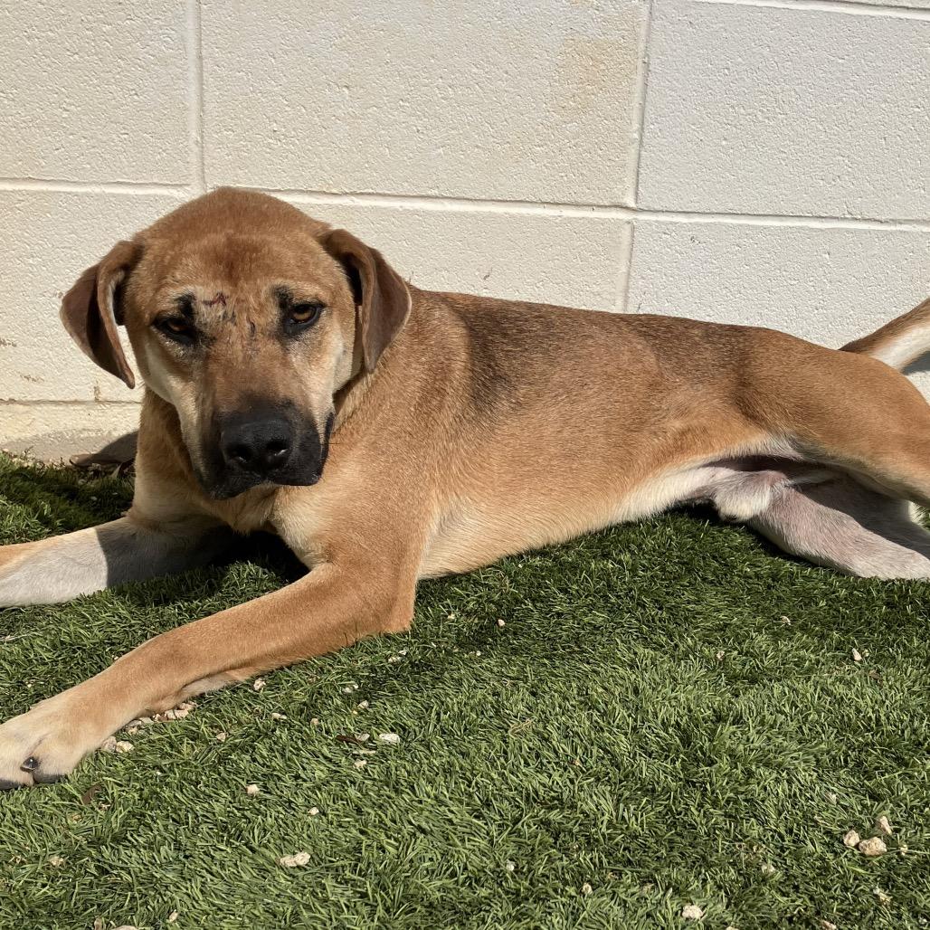 Enlarge Mack, a Adoptable mixed breed in Montgomery, AL image 2/5