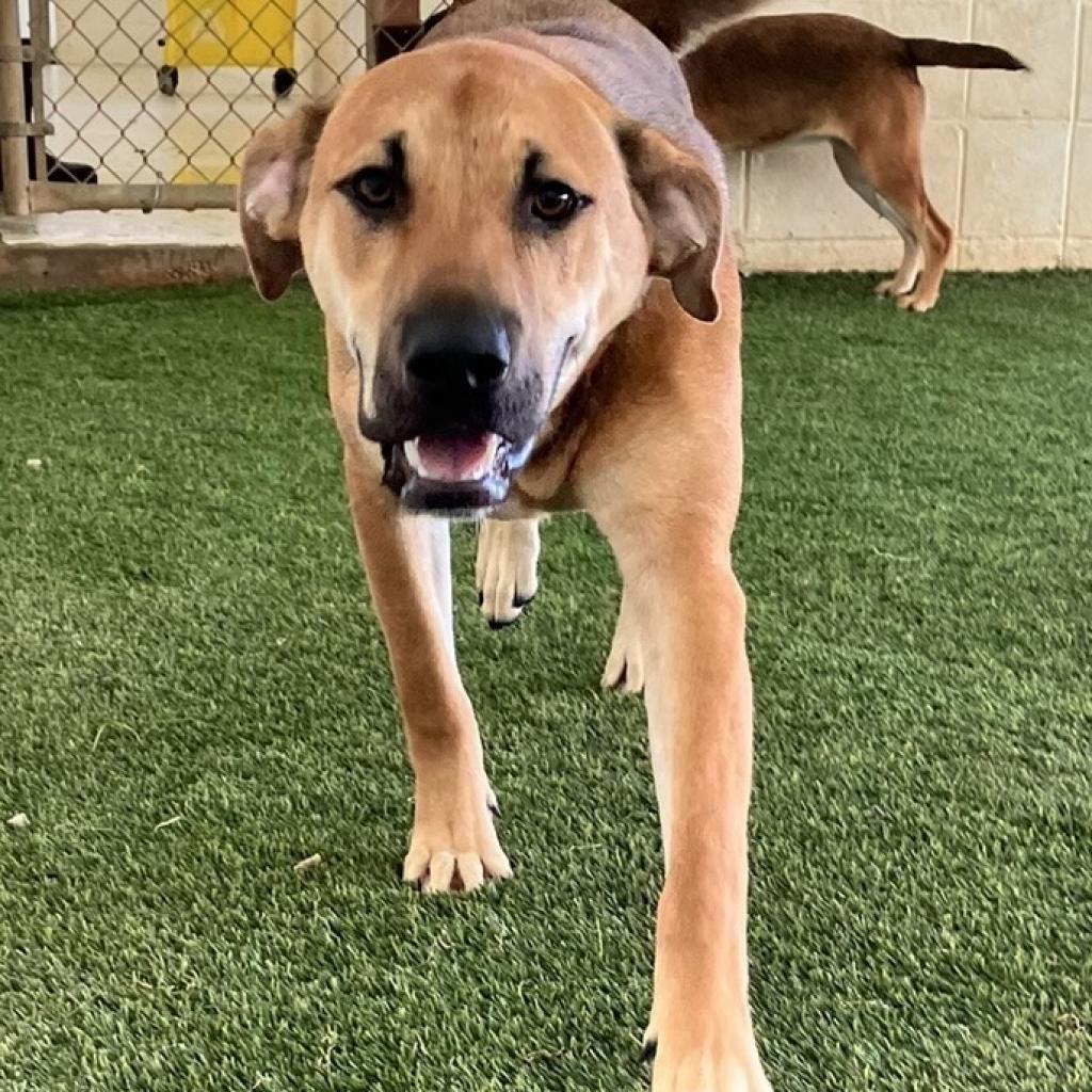 Enlarge Mack, a Adoptable mixed breed in Montgomery, AL image 3/5