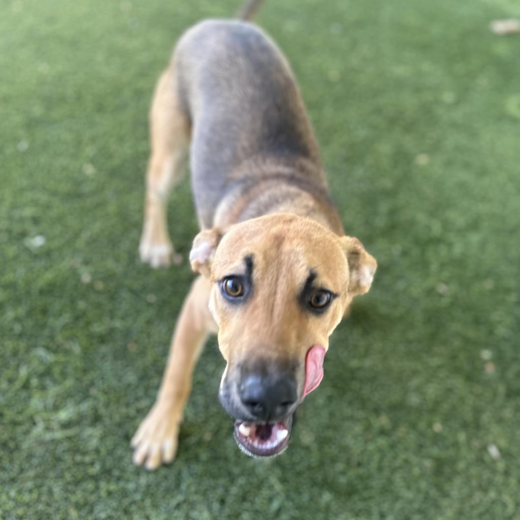 Enlarge Mack, a Adoptable mixed breed in Montgomery, AL image 4/5
