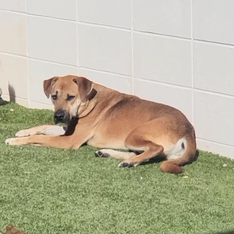 Enlarge Mack, a Adoptable mixed breed in Montgomery, AL image 5/5