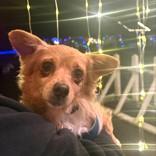 Enlarge Ginger, a ADOPTABLE mixed breed in Long Beach, WA image 2/4