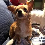 Enlarge Ginger, a ADOPTABLE mixed breed in Long Beach, WA image 4/4