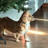 Enlarge Ginger, a ADOPTABLE mixed breed in Long Beach, WA image 3/4