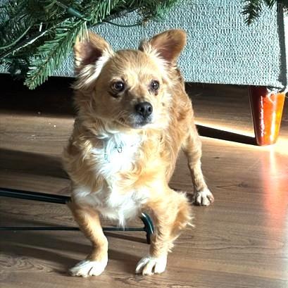 Enlarge Ginger, a ADOPTABLE mixed breed in Long Beach, WA image 1/4