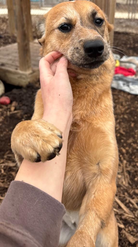 Racquel, Adoptable, Young Female Australian Cattle Dog / Blue Heeler & Shepherd.