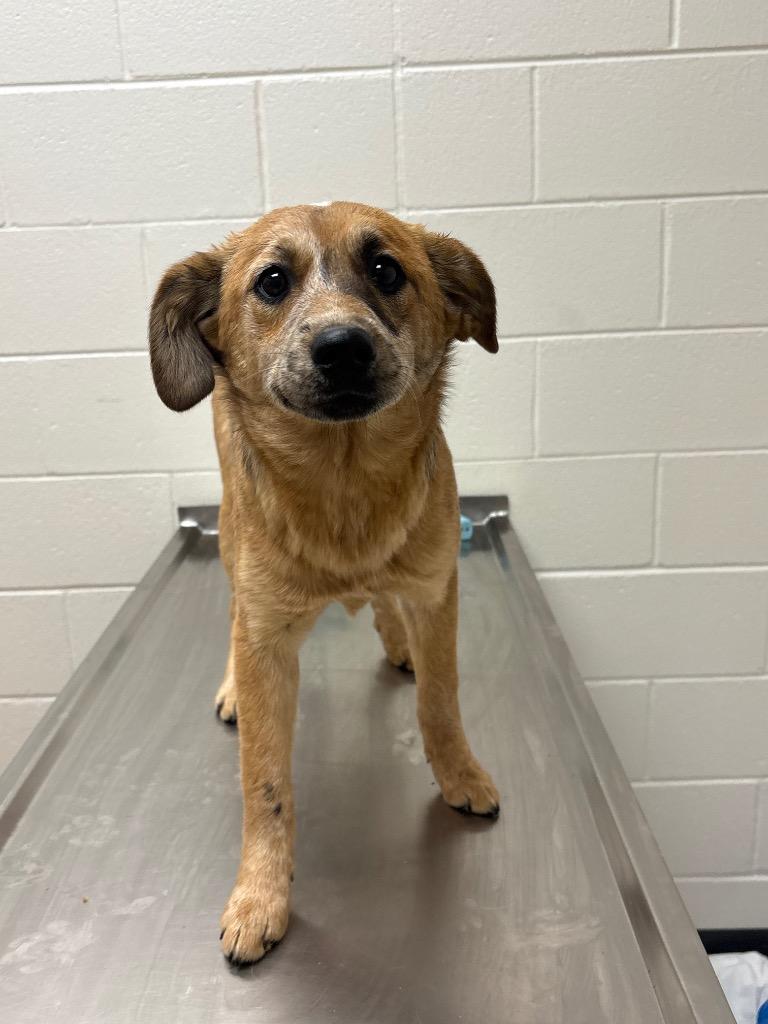 Racquel, a Adoptable mixed breed in Greeneville, TN image 2/2