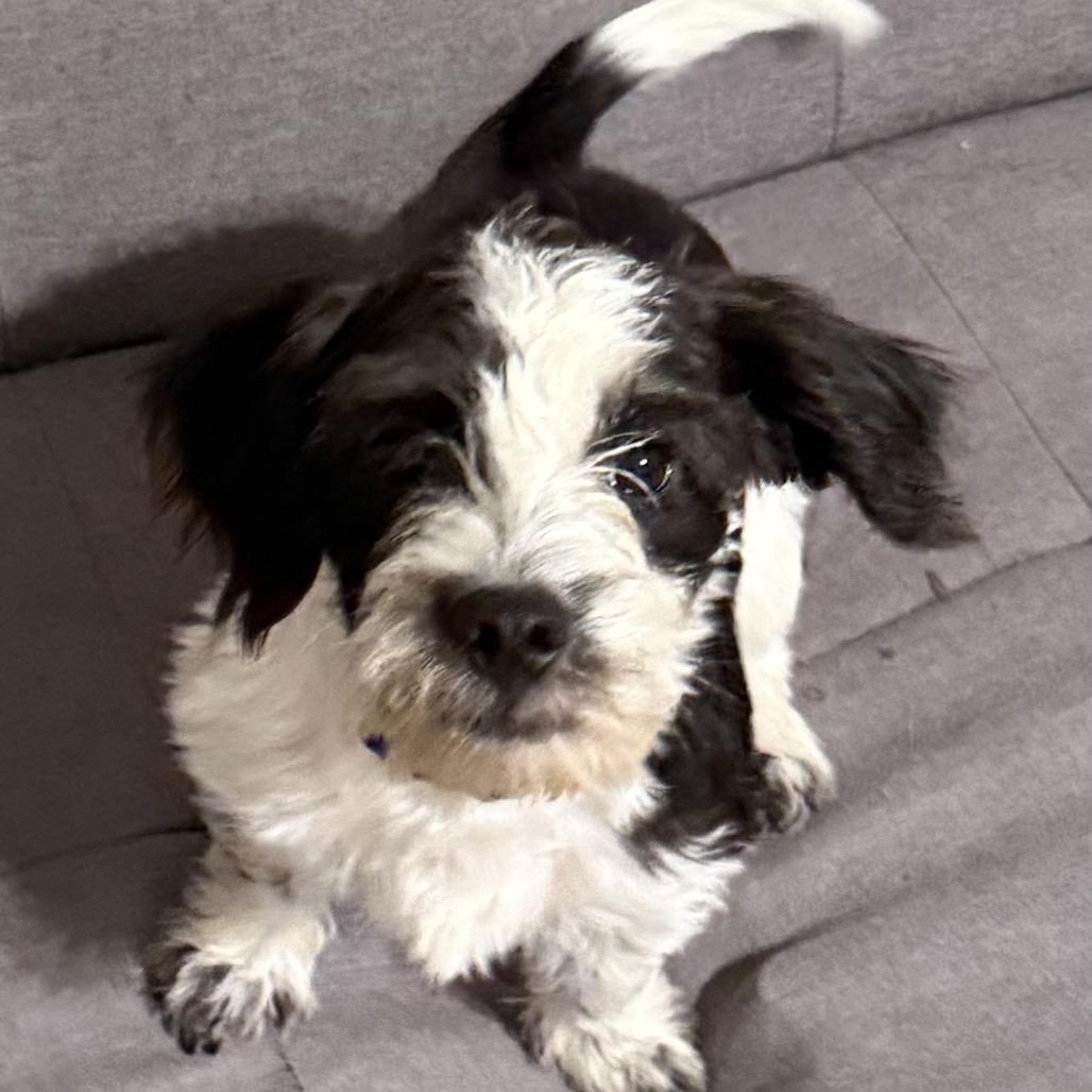 Kris, Adoptable, Young Male Cockapoo.