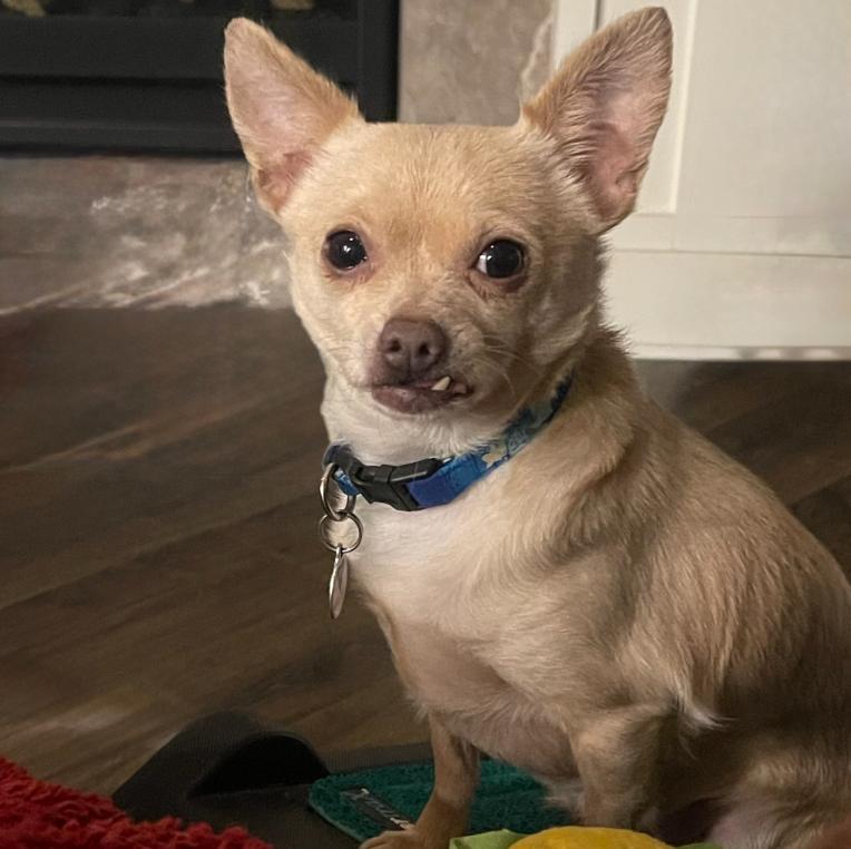 Enlarge Tim, a ADOPTABLE mixed breed in Mead, CO image 1/1