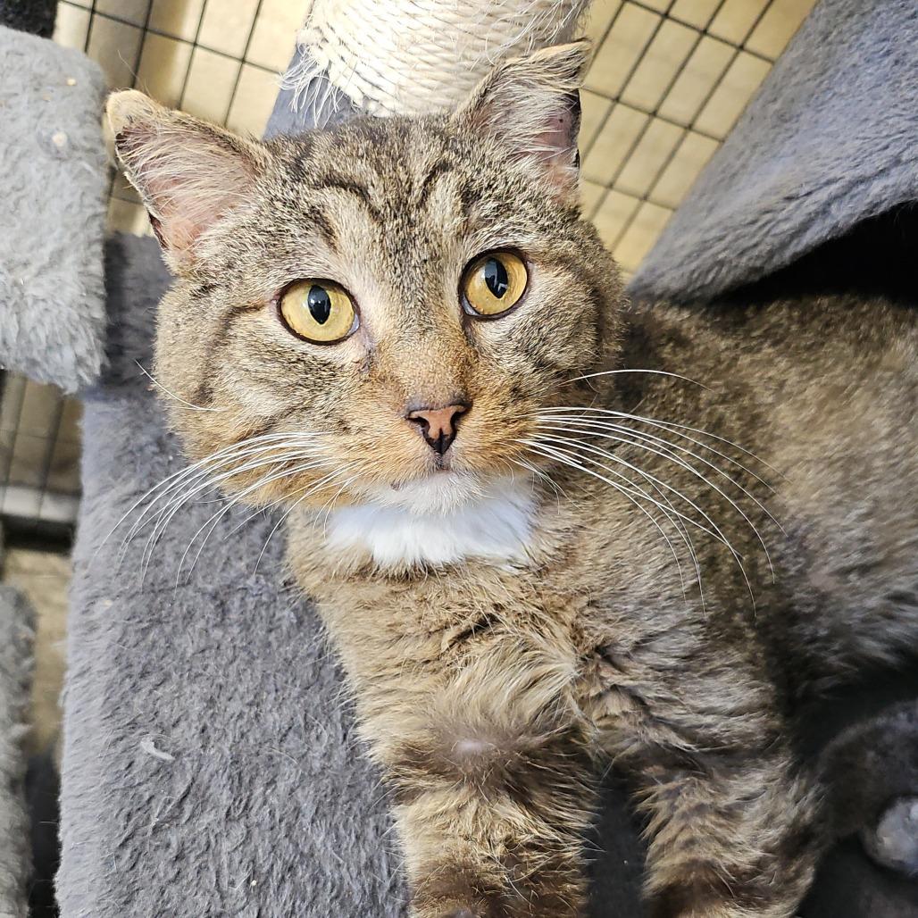 Paw Paw, Adoptable, Senior Male Domestic Short Hair.