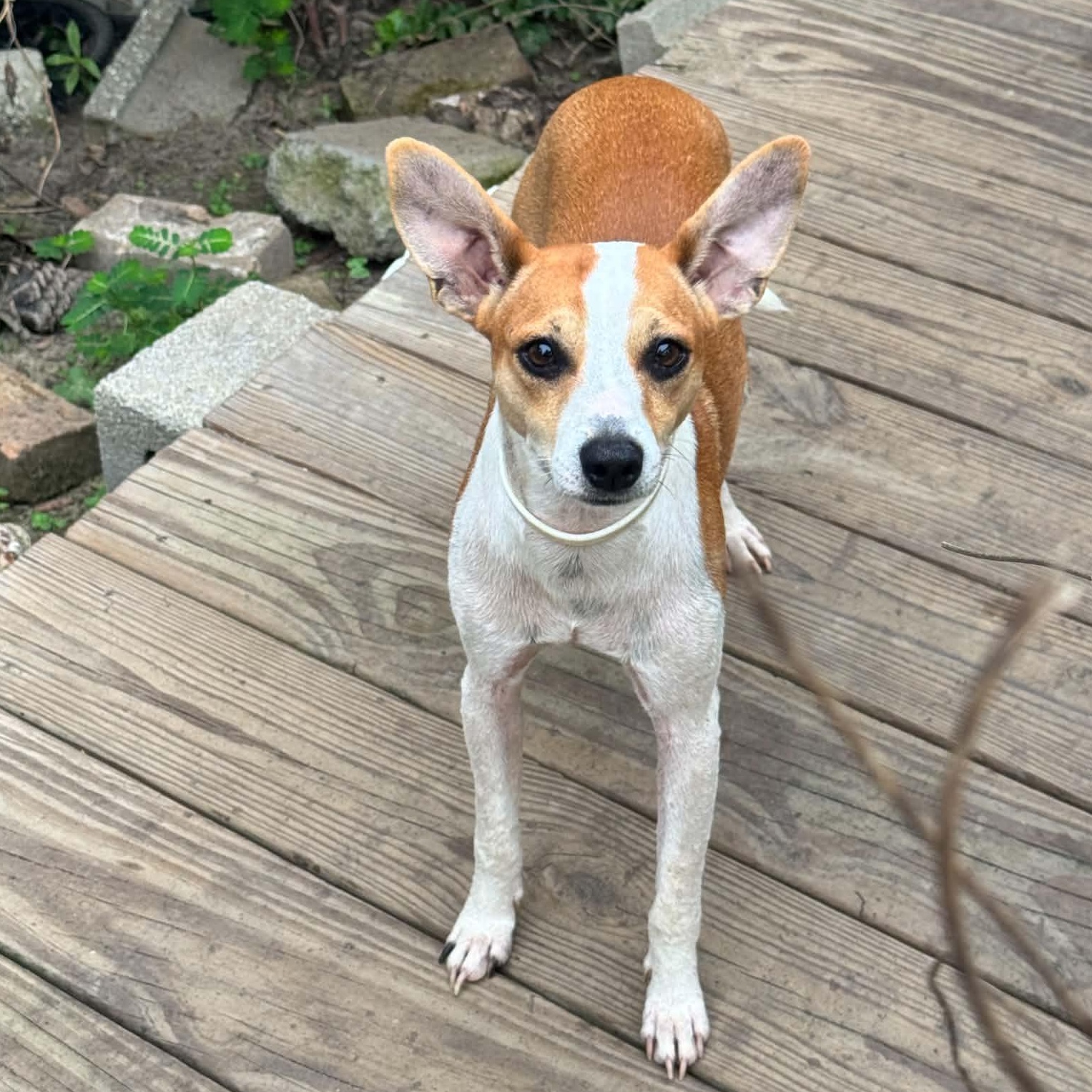 Rudy, Adoptable, Young Male Whippet & Chihuahua.