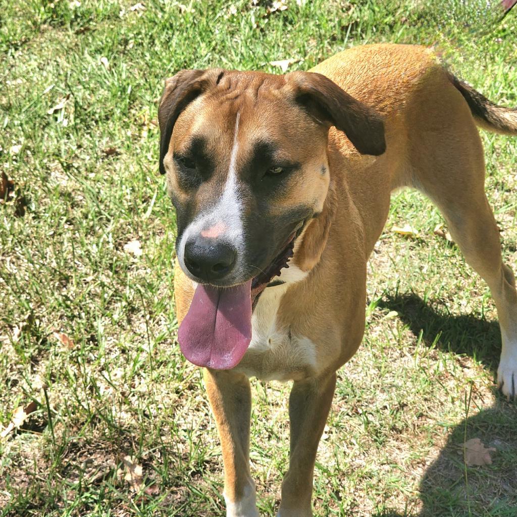 Josie, Adoptable, Adult Female Labrador Retriever & Mixed Breed.
