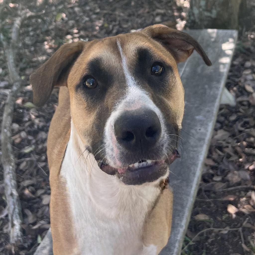 Enlarge Josie, a Adoptable mixed breed in Lexington, SC image 3/6