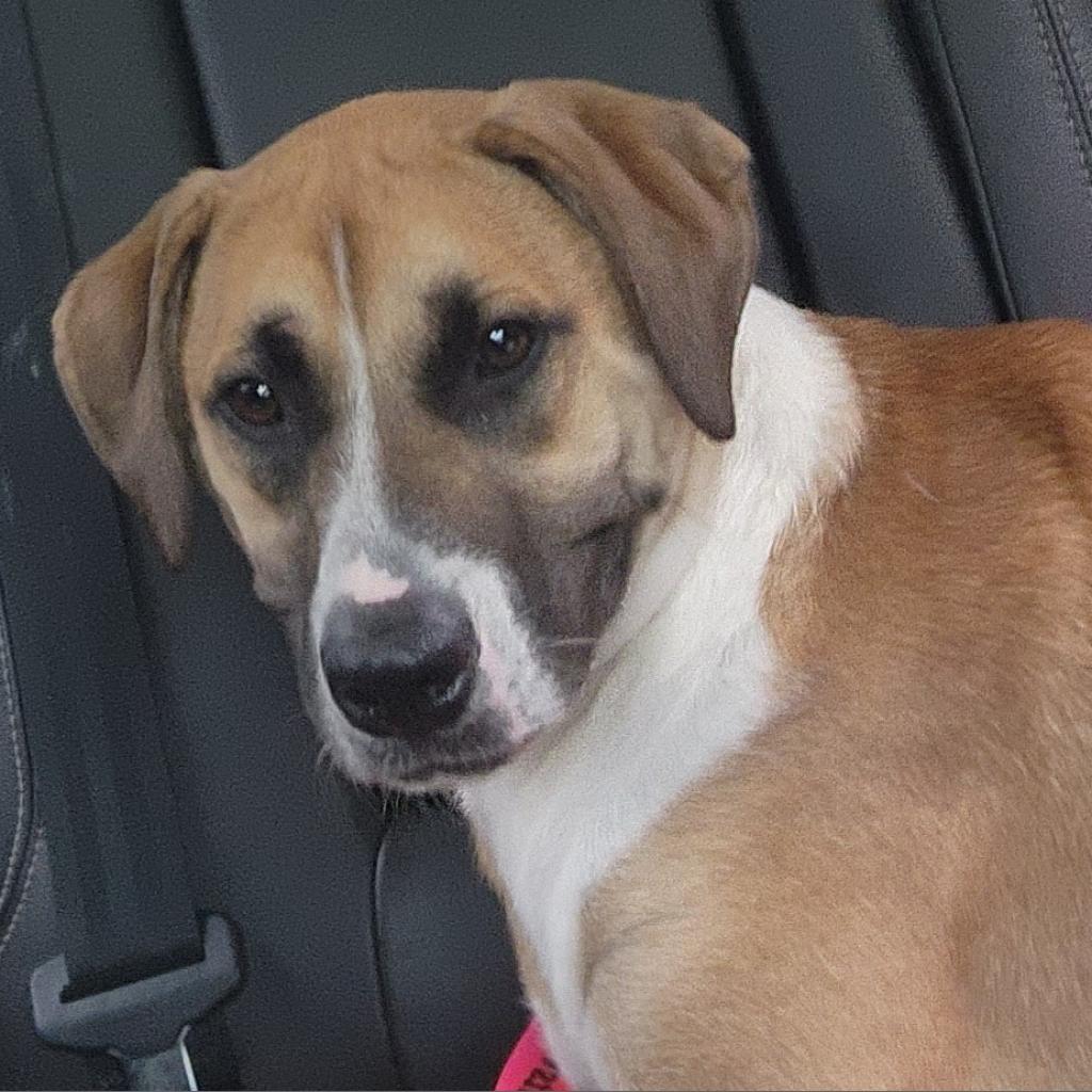 Enlarge Josie, a Adoptable mixed breed in Lexington, SC image 4/6