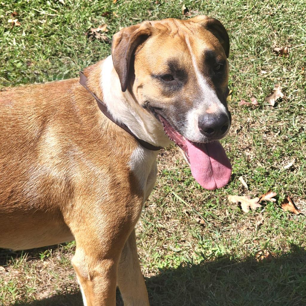 Enlarge Josie, a Adoptable mixed breed in Lexington, SC image 6/6