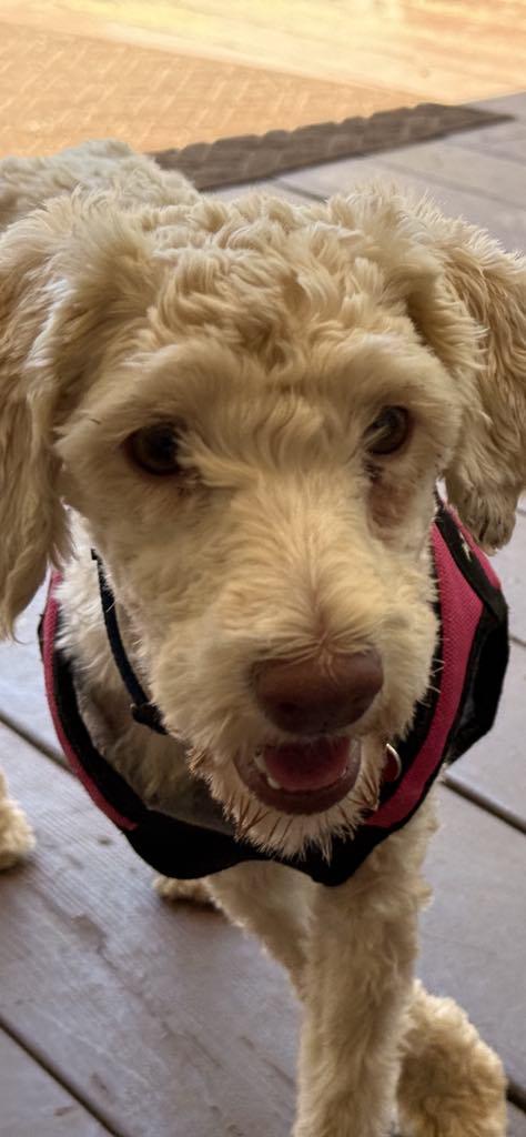 Gidget, Adopted, Young Female Maltipoo & Poodle (Toy).