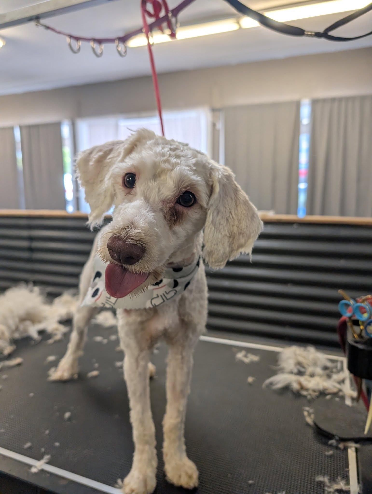 Enlarge Gidget, a Adopted mixed breed in Grass Valley, CA image 2/4