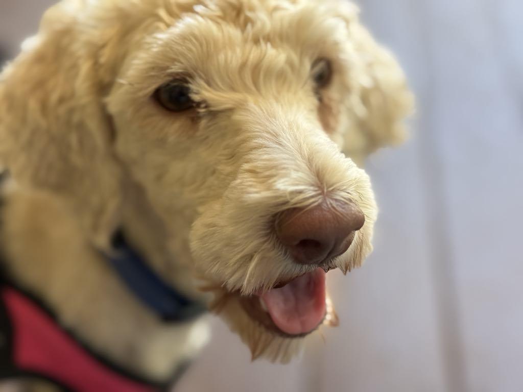 Enlarge Gidget, a Adopted mixed breed in Grass Valley, CA image 3/4