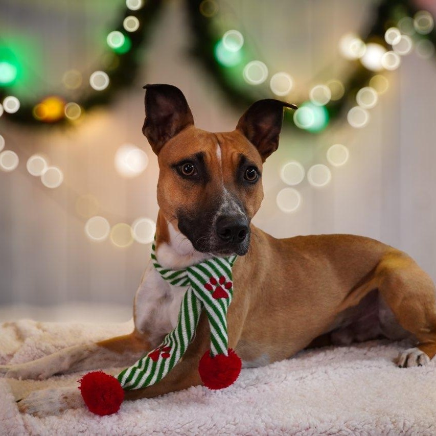 Enlarge Jack, a Adoptable mixed breed in West Haven, CT image 1/2