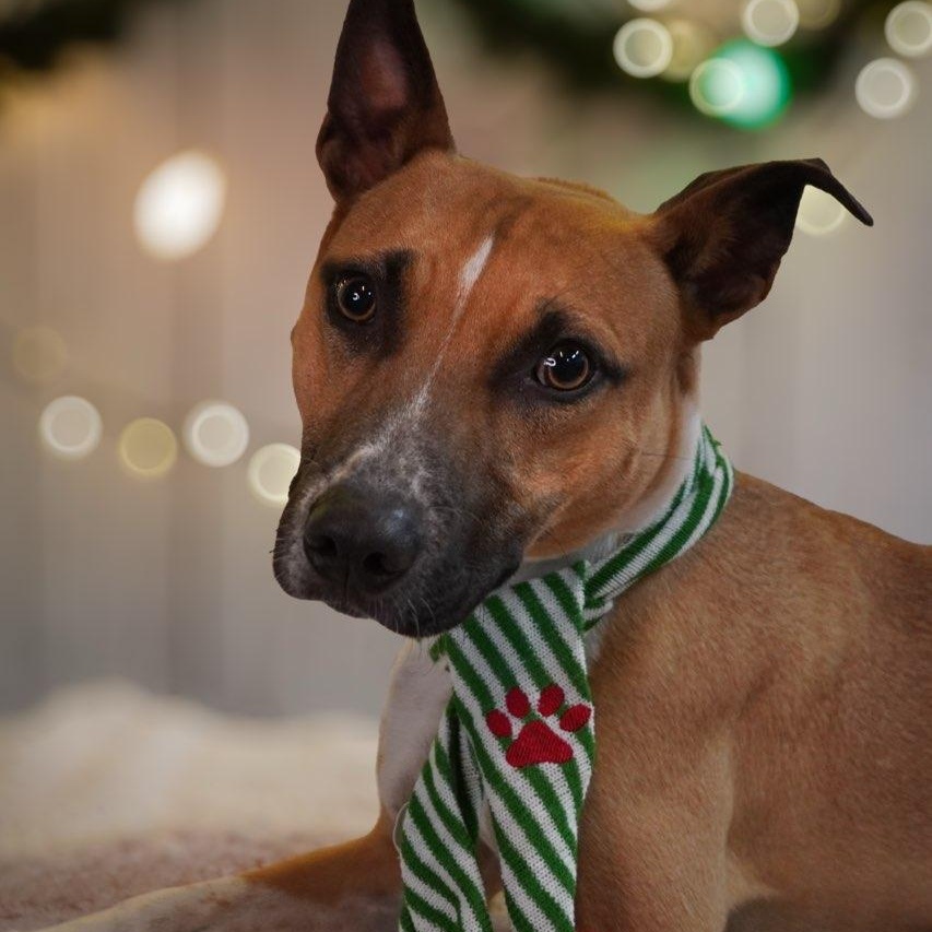 Enlarge Jack, a Adoptable mixed breed in West Haven, CT image 2/2