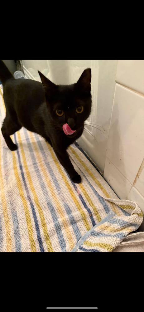 Idris, Adoptable, Kitten Male Domestic Short Hair.