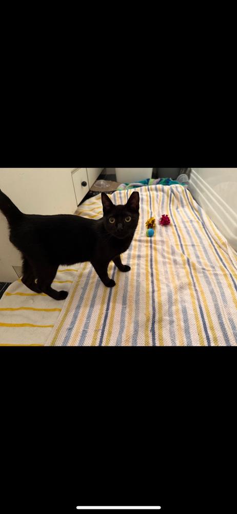 Idris, a Adoptable Domestic Short Hair in Randolph, MA image 2/2